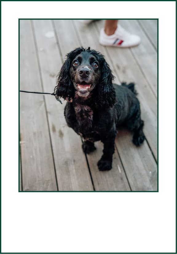 Black dog at Cook