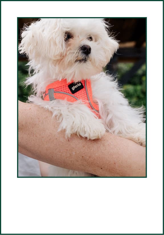 White dog in arms