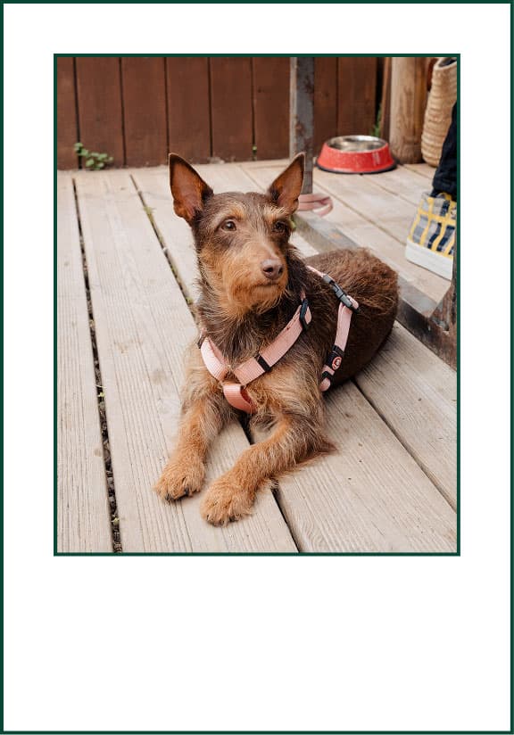 Small brown dog resting